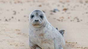 A grey seal pup on the beach at Horsey Gap in Norfolk, as the pupping season draws to a close at one of the UK’s most important sites for the mammals