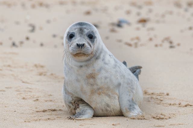 Um filhote de foca cinza na praia em Horsey Gap em Norfolk, à medida que a temporada de filhotes chega ao fim em um dos locais mais importantes do Reino Unido para os mamíferos