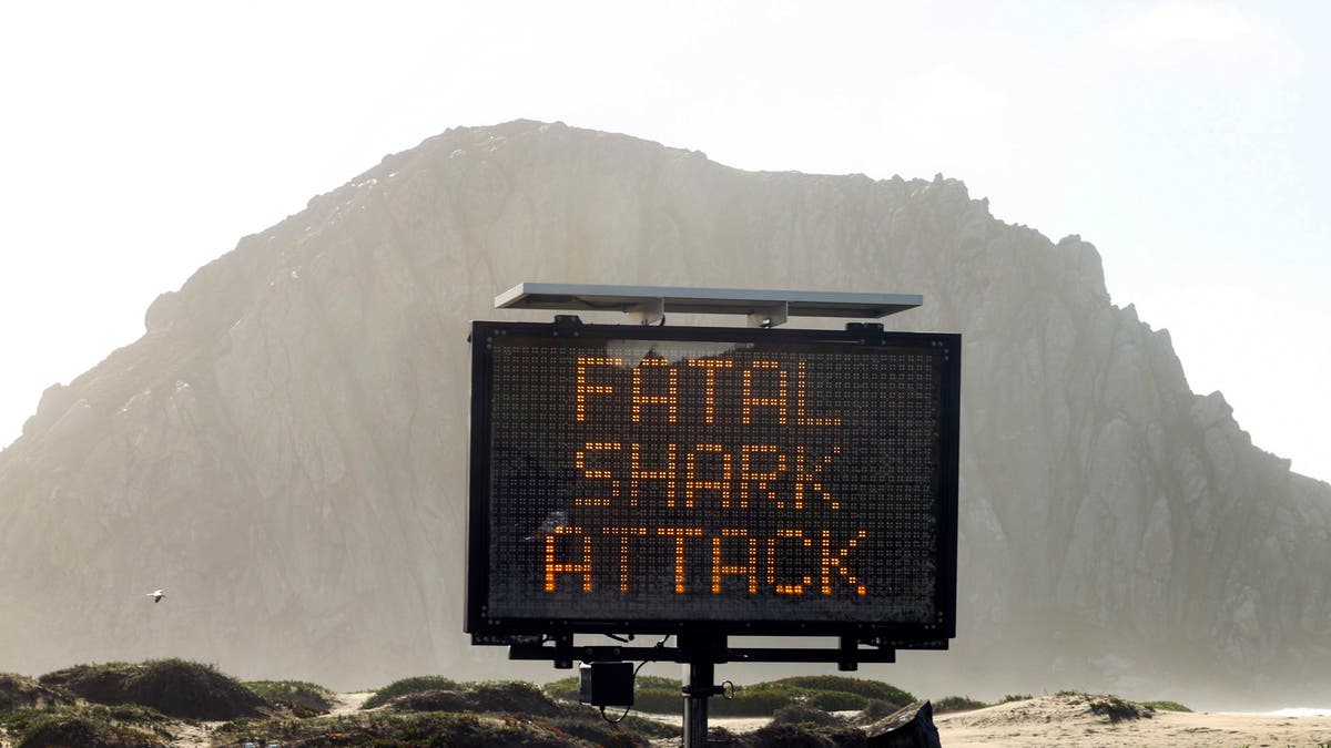 Shark attacks increased in 2021 following three years of decline, sê wetenskaplikes