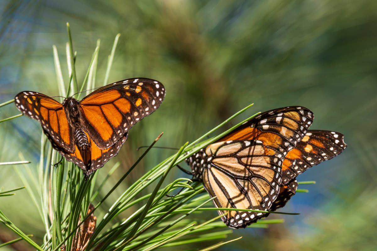 Western monarchs rebound but still below historic population