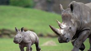 A rare six-week-old southern white rhino calf called Zawadi, explores her paddock for the first time at Africa Alive! in Lowestoft