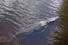 Hunter kills 13ft alligator after 65st ‘absolute beast’ poached livestock in Florida 