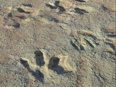 Fossilised dinosaur prints damaged by construction vehicle
