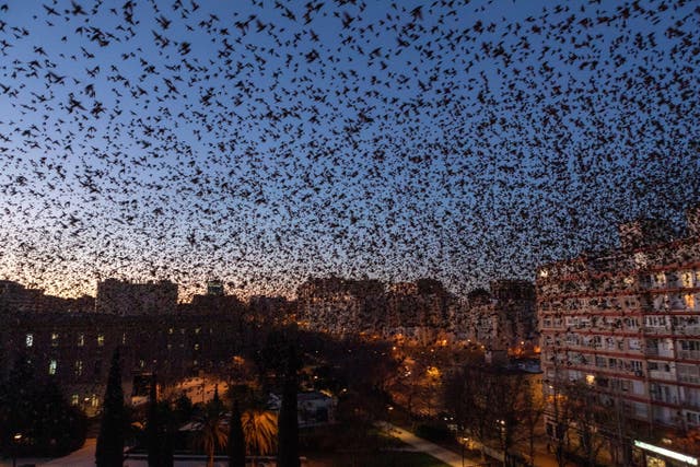 Starlings overfly Zaragoza, Spain