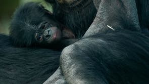 New arrival Upendi and mother Cheka in the bonobo enclosure at Twycross Zoo, Leicestershire