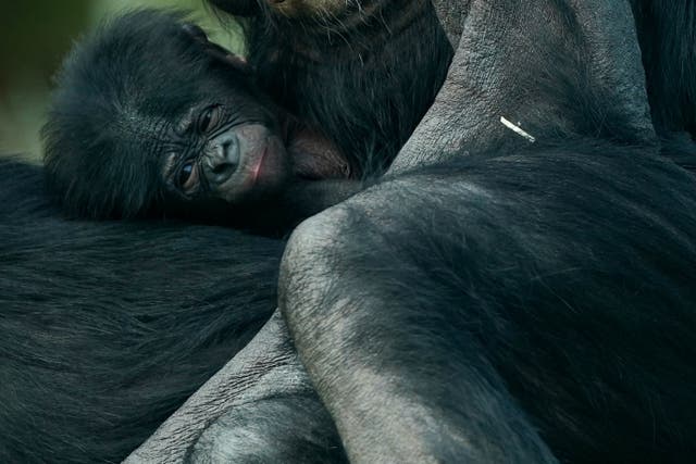 New arrival Upendi and mother Cheka in the bonobo enclosure at Twycross Zoo, 莱斯特郡