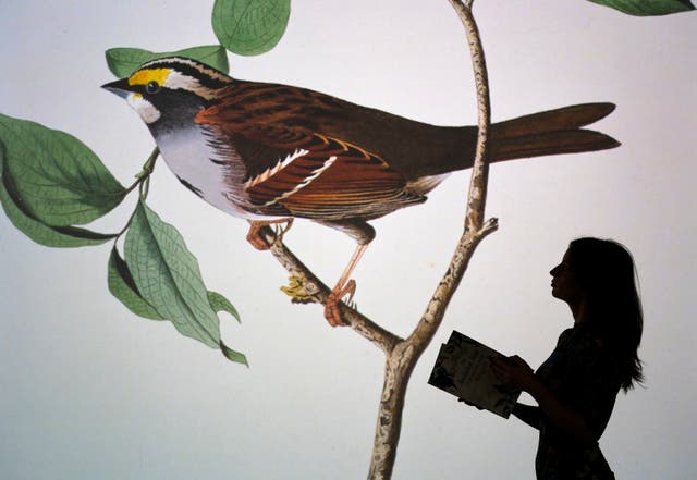 Alice Wyllie regarde des projections présentant des détails de certaines des planches d'illustration lors de la vue de la presse pour l'exposition Birds of America d'Audubon au National Museum Of Scotland, Edinbourg