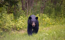 Massive black bear euthanised after attacking mother and three-year-old daughter
