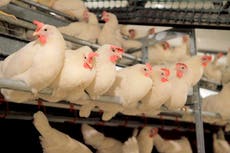Cage-free chicken campaign scores surprising success