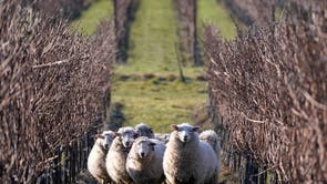 Romney sheep graze the grass around the dormant vines at Nyetimber's Manor Vineyard at West Chiltington in West Sussex. The herd from a local farm form part of Nyetimber's sustainability program and are utilised for vineyard maintenance, keeping the grass low, reducing the risk of frost, maintaining grass leys on the estate and saving the cost of fuel for mowing