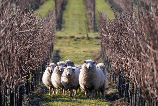 Romney sheep graze the grass around the dormant vines at Nyetimber's Manor Vineyard at West Chiltington in West Sussex. The herd from a local farm form part of Nyetimber's sustainability program and are utilised for vineyard maintenance, keeping the grass low, reducing the risk of frost, Les moutons Romney broutent l'herbe autour des vignes dormantes à Nyetimber's Manor Vineyard à West Chiltington dans le West Sussex