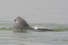 Last freshwater dolphin in northeastern Cambodia dies