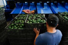 Experts see avocado price rise, damage to Mexican producers