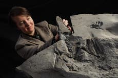 ‘Discovery of the century’ pterodactyl fossil on show at museum