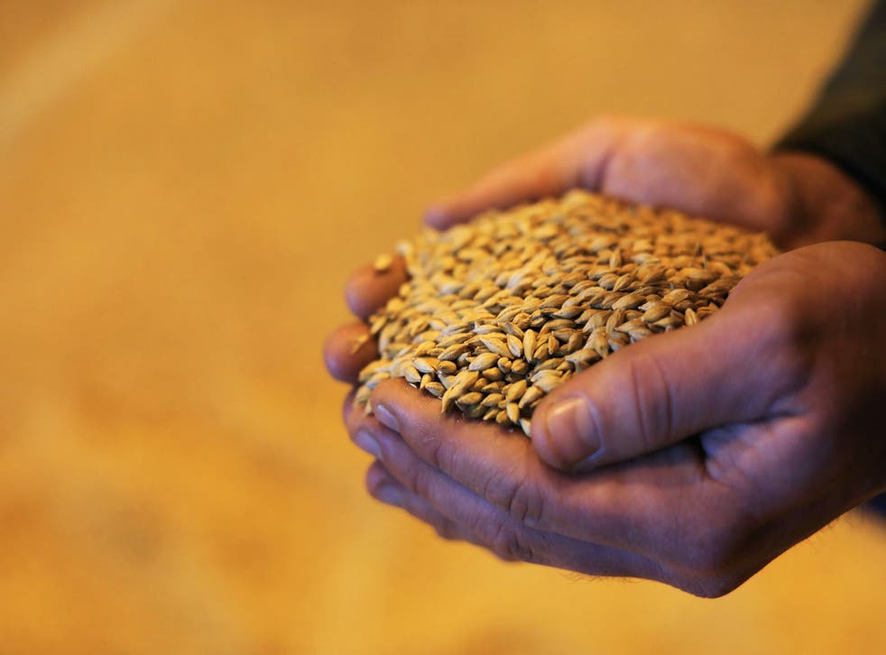 NO FEE PICPIC JULIEN BEHAL PHOTOGRAPHYPictured is Walter Furlong, Cooney Furlong Grain, Co. Wexford, as Guinness announces it is working with barley farmers on an ambitious, three-year regenerative agricultural pilot programme which aims to drive positive outcomes for the planet and farmer livelihoods.MORE INFO CONTACT emily.carew@ogilvy.com
