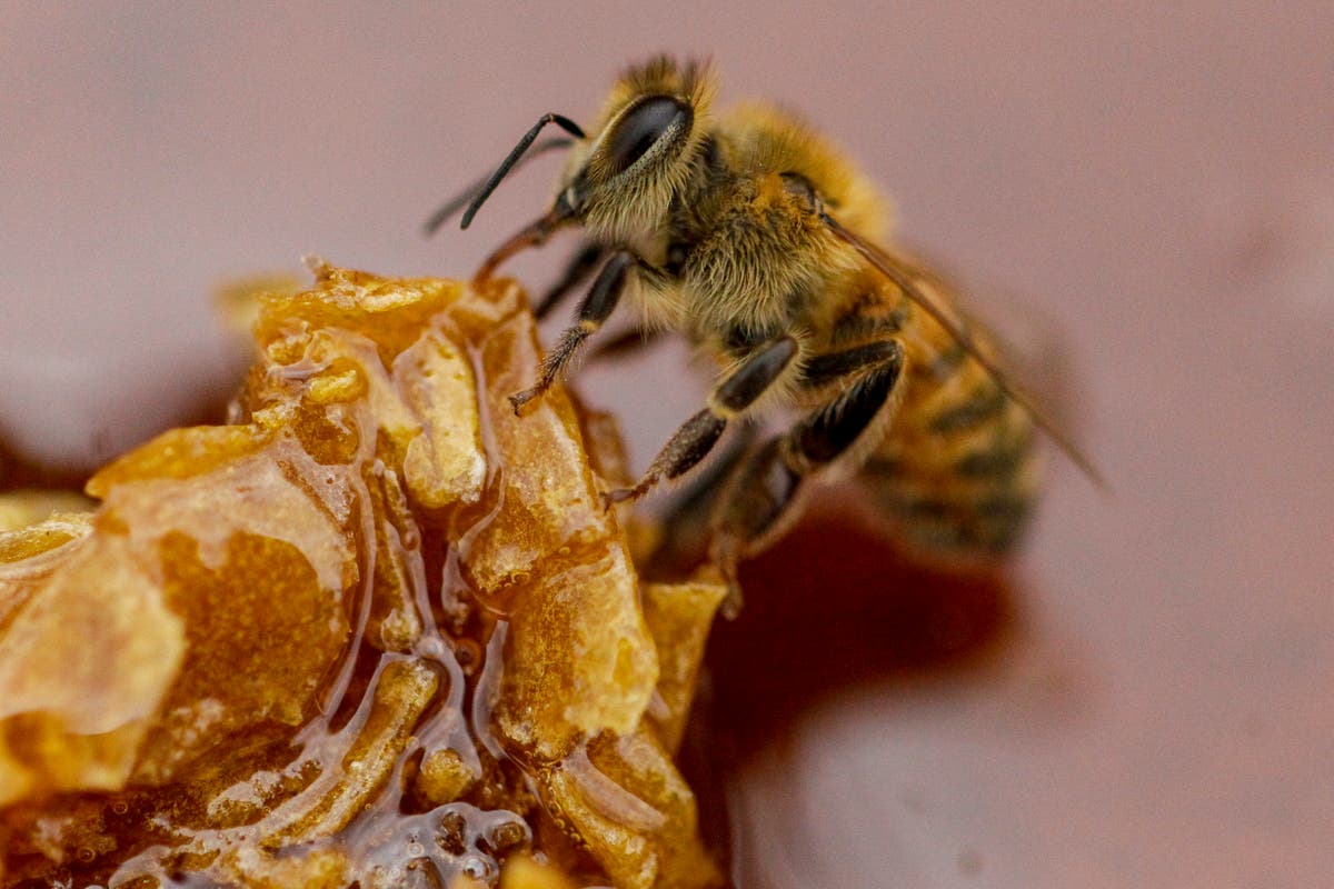 Nearly five million bees en route to Alaska die on hot tarmac in Atlanta