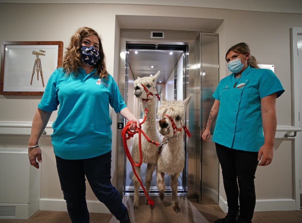 Sarah Tickle and Isabelle Titley guide two alpacas out of a lift to visit residents (Peter Byrne/PA)