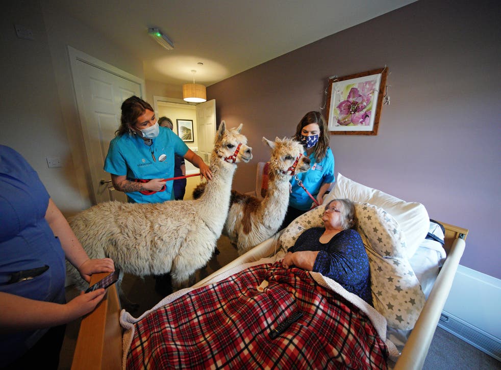 Resident Sylvia Hughes at the Oaks Care Home in Newtown, Powys, receives a visit from two alpacas for therapeutic value (Peter Byrne/PA)