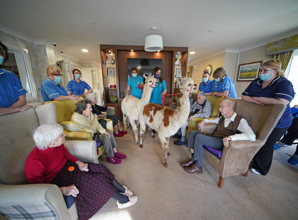 Residents at the Oaks Care Home receive a visit from two alpacas for therapeutic value (Peter Byrne/PA)