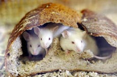 Scientists reverse ageing in elderly mice by rejuvenating their tissues