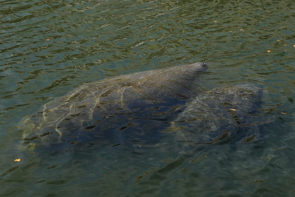 55 tons of lettuce fed to Florida's starving manatees 