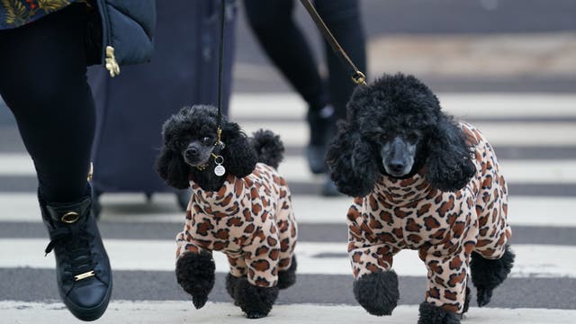 A woman walks miniature poodles into the first day of the Crufts Dog Show at the Birmingham National Exhibition Centre