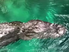 Alligator killed after it was filmed trying to bite woman’s paddleboard in Florida