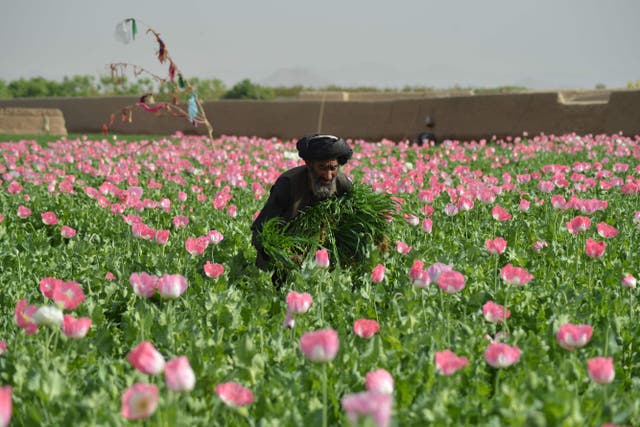 A farmer works at a poppy field in the Zhari district of Kandahar