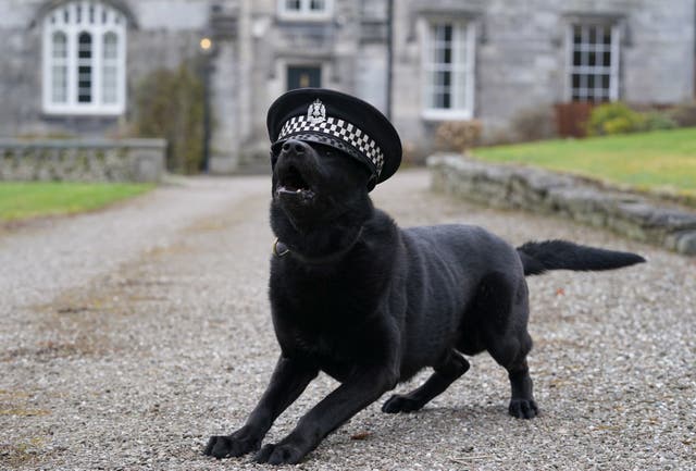 Nine year old Remo wears the police hat belonging to dog handle Constable Paul O’Donnell as they speak to the media at Tulliallan Police College, Police Scotland’s Headquarters
