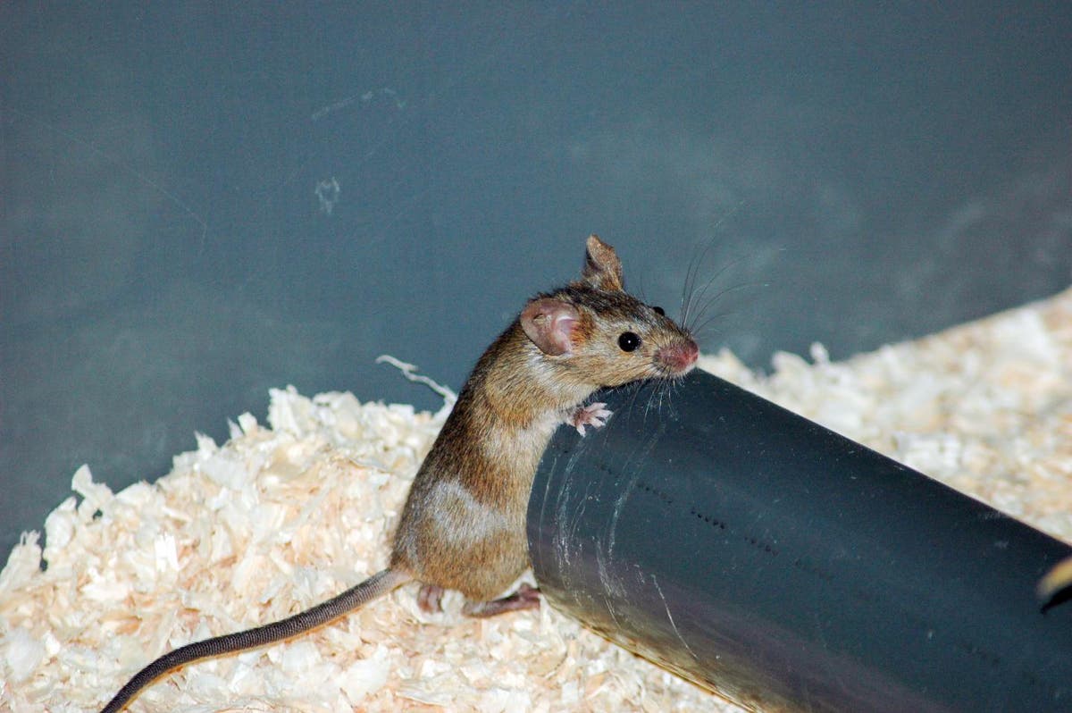 Mice may be able to recognise 3D objects from memory of their 2D images