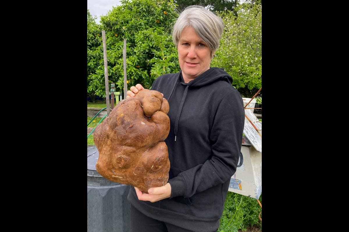 Nice try but no potato for New Zealand couple's giant find