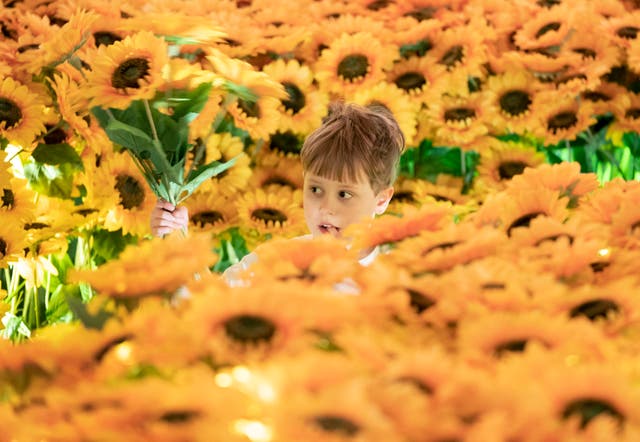 Lenny Boyd, 5, explores the sunflowers during a preview for Van Gogh Alive, 没入型, multi-sensory art experience combining high-definition projections of Van Gogh’s paintings with digital surround sound and aromas of Provence, at the Festival Square, エジンバラで