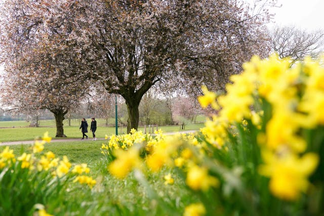 People walk by daffodils and flowering cherry blossom in War Memorial Park in Coventry