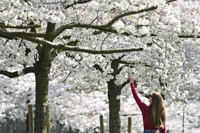 A pedestrian looks at cherry blossom trees in Battersea Park, in London