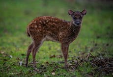 Highly endangered species of deer born at Chester Zoo