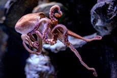 ‘Cutting edge’ UK law set to recognise that octopuses are sentient