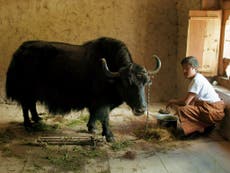 How Bhutan’s Lunana: A Yak in the Classroom made Oscar history
