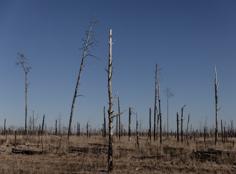 <p>Burnt trees are seen in the Chernobyl zone close to the Ukraine-Belarus border crossing on 13 februar, days before Russia’s invasion</psgt;