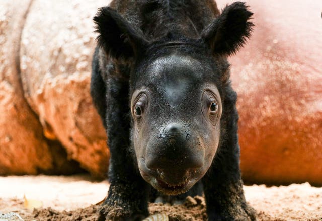 A critically endangered Sumatran rhino was born in a sanctuary bringing hope to the conservation of the rapidly declining species at the Way Kambas National Park, in Lampung province in Indonesia