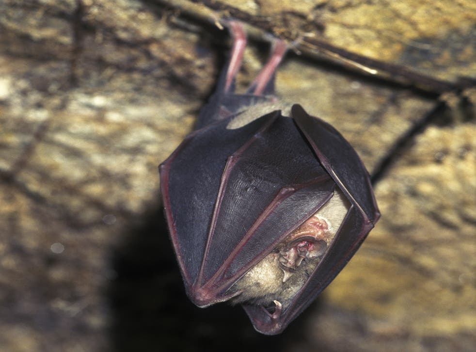 <p>Greater Horseshoe bat hibernating in cave</p>