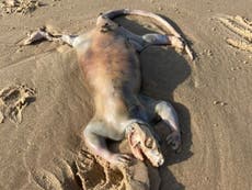 Mystery as unidentified ‘alien’ creature washes up on beach after floods