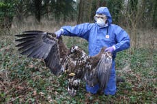 Police to take no further action over ‘inconclusive’ death of white-tailed eagle