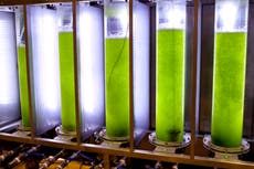 ‘Green gold’: Could we feed the world sustainably with microalgae?