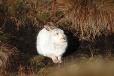 Low numbers of mountain hares in England’s only population, studiefunn