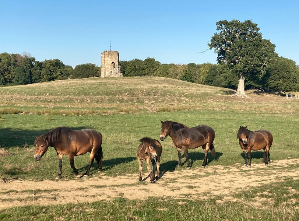Grazing animals such as Exmoor ponies were used to rewild the estate (Hayley Carr/PA)