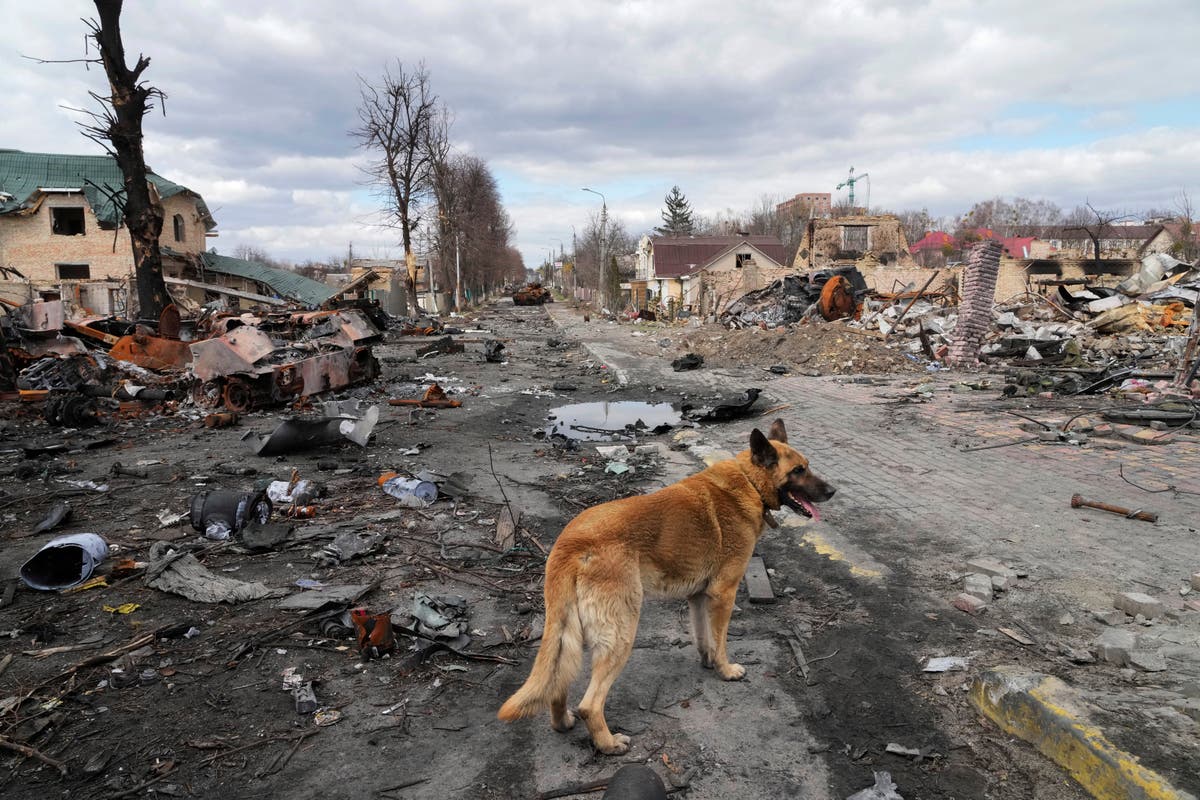 Hundreds of dogs found starved to death in Ukrainian shelter taken by Russian troops