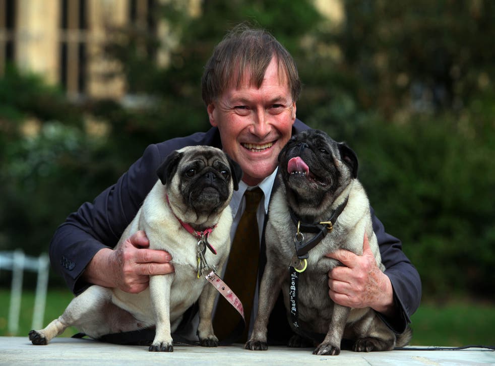 <p>Conservative MP David Amess with his pugs, Lily and Boat, at the Westminster Dog of the Year competition</磷>