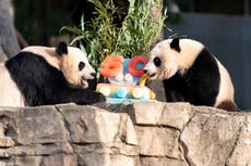 Pandas devour ice cake to celebrate 50 years at National Zoo