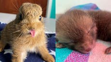 Spring brings ‘baby boom’ of tiny animals into RSPCA care