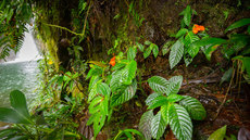 Scientists rediscover tropical plant species thought to be extinct for almost 40 années